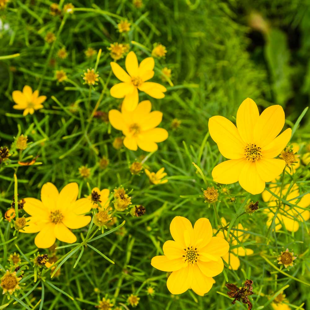 Threadleaf coreopsis verticillata