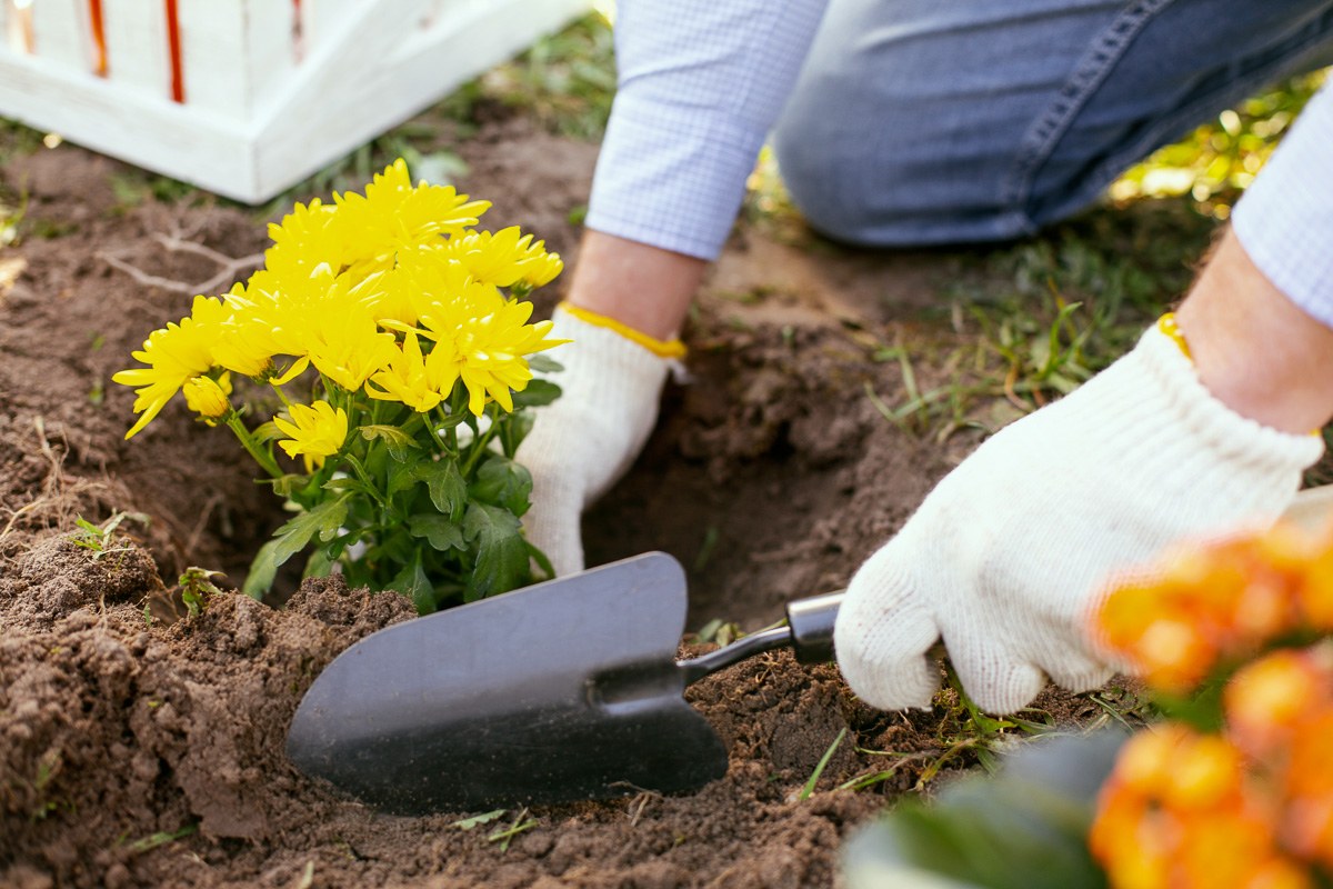 Planting Yellow Flower