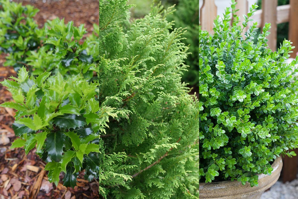 Evergreen trees & shrubs