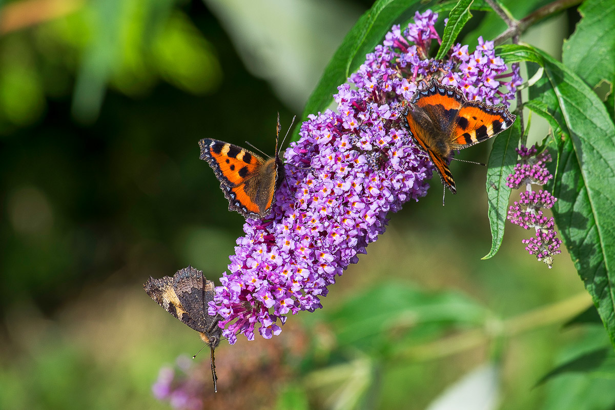 Butterfly Bush