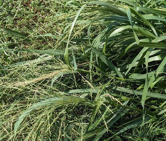 fall panicum