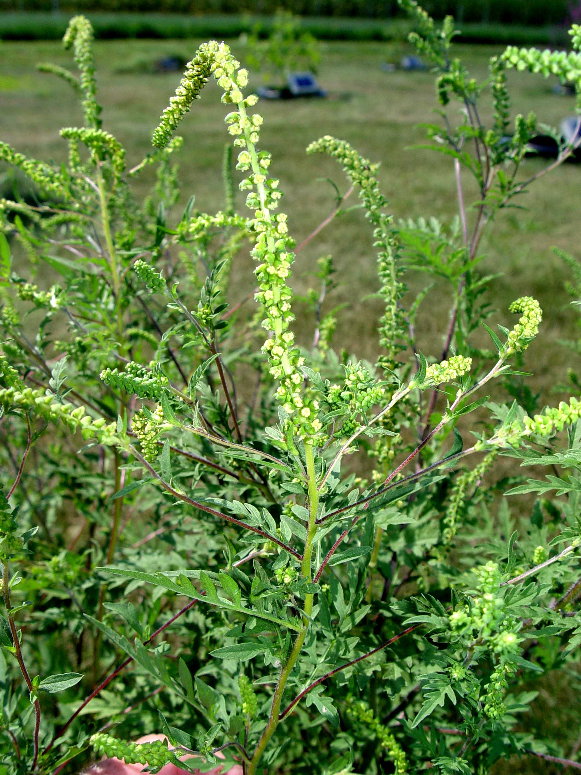The flower spikes of ragweed are a not-so-showy yellow-green.