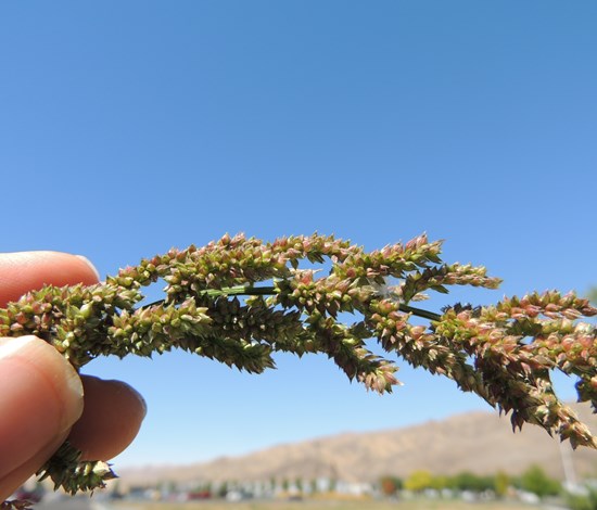 barnyardgrass