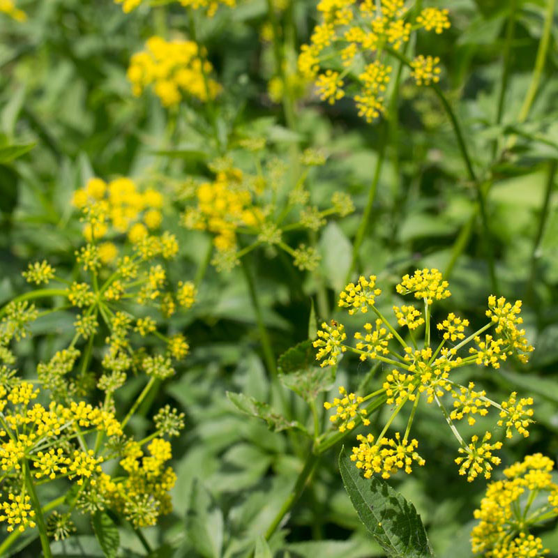 Wild parsnips