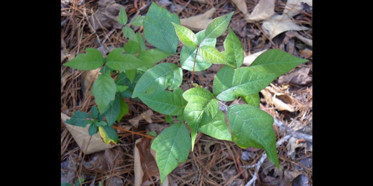 Poison Ivy: A Vining, Rash-causing Weed