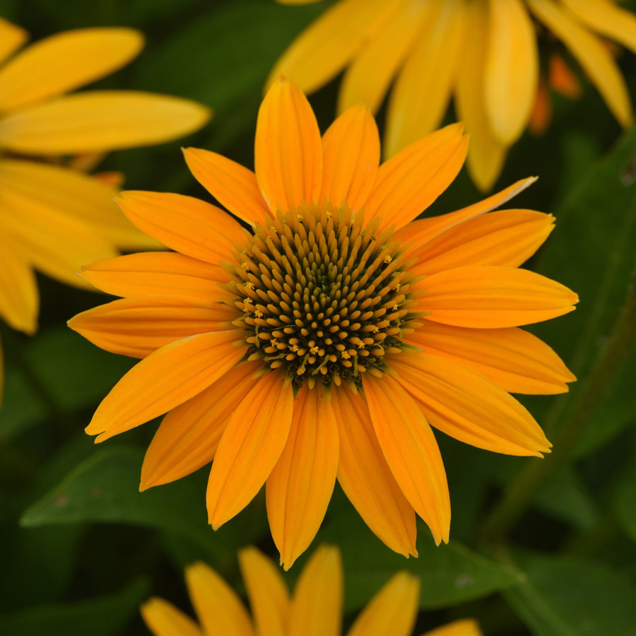 Echinacea Artisan™ Collection Yellow Ombre. Photo courtesy PanAmerican Seed.