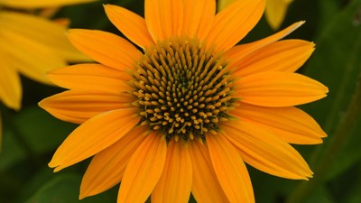 Coneflower Artisan Yellow Ombre PanAmerican Seed