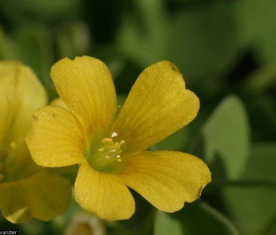 Yellow woodsorrel flower