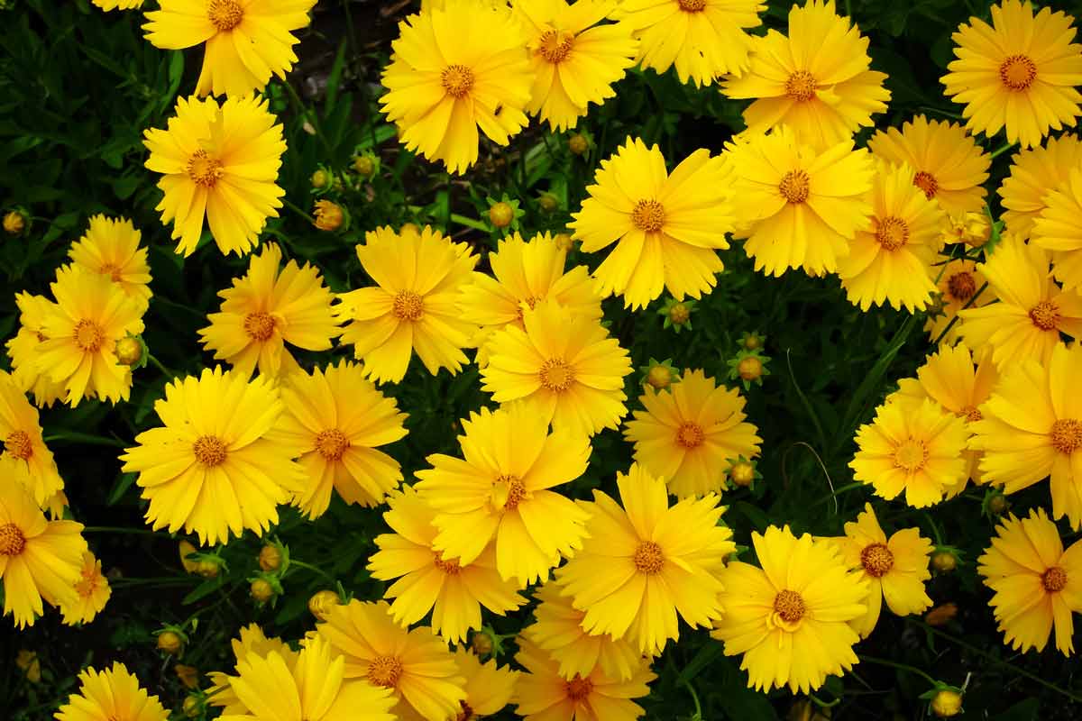 Coreopsis