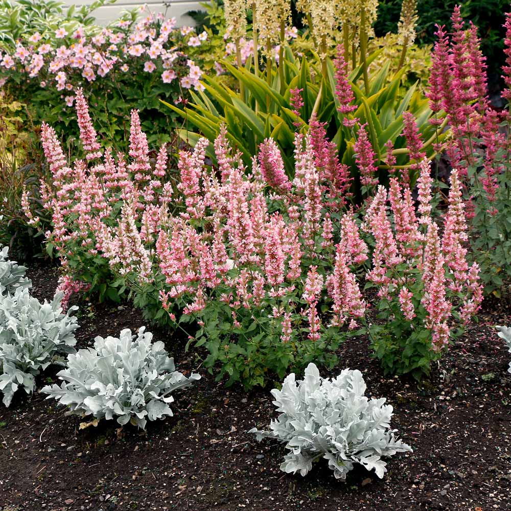 Agastache 'Pink Pearl'