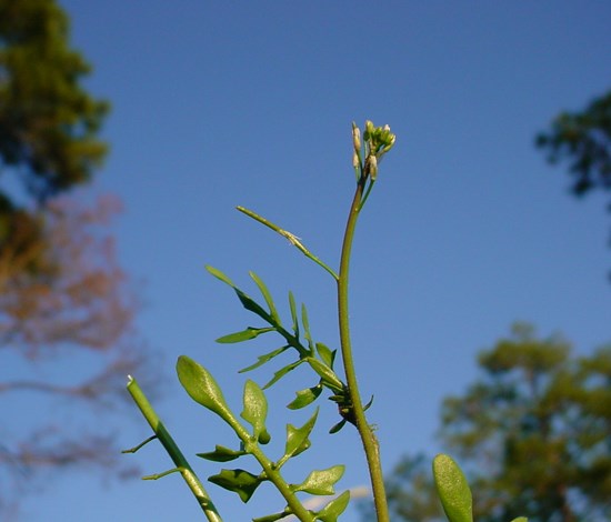 Sibara