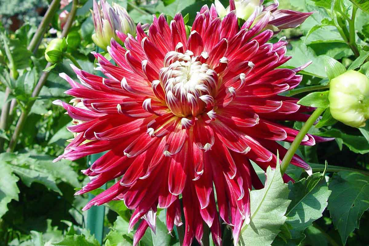 Red Dahlia Akita