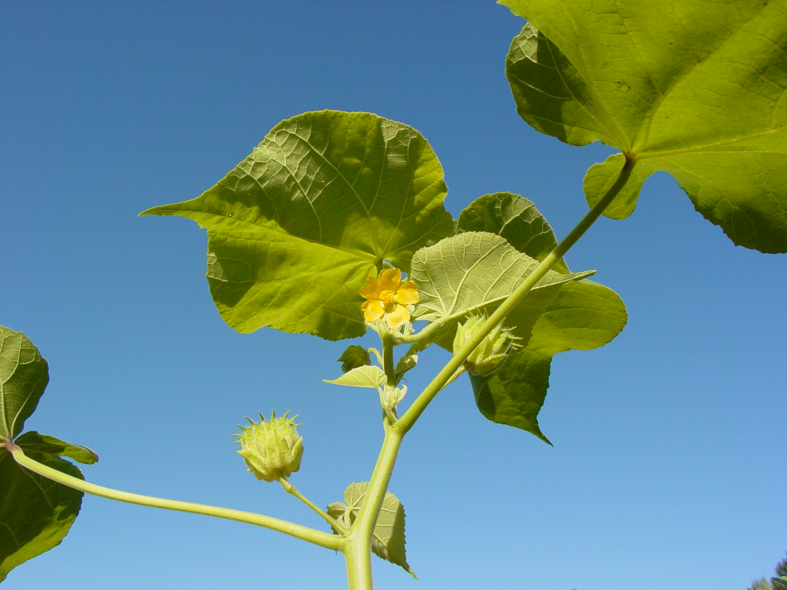 Velvetleaf