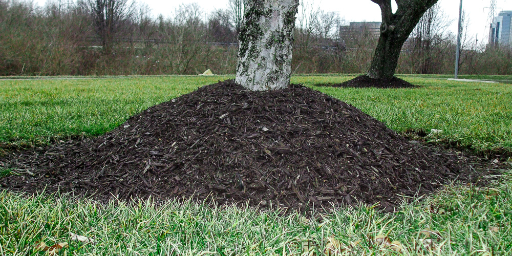 Mulch around tree.