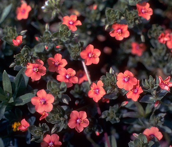 Scarlet pimpernel