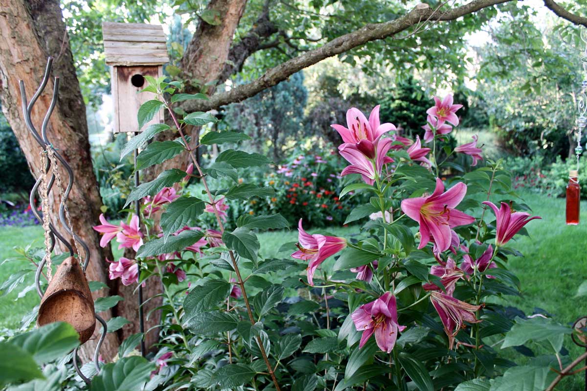 Pink Lilies