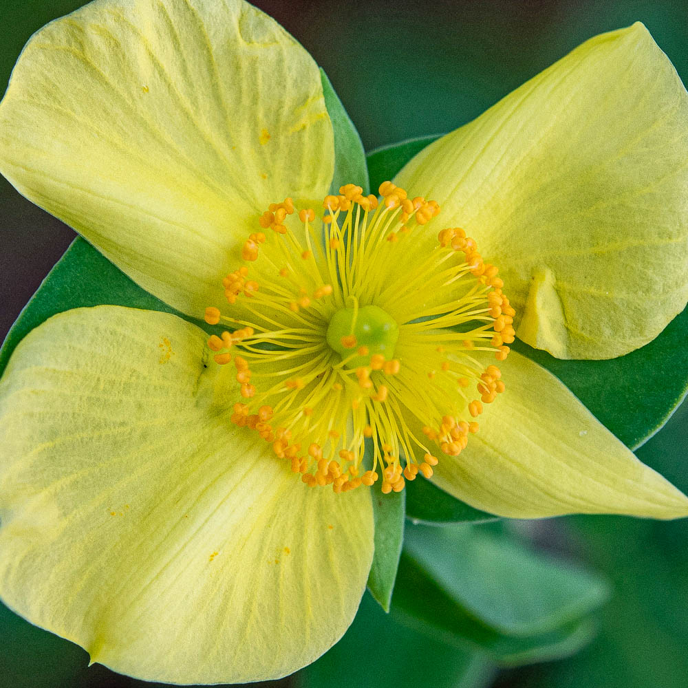 St. Johnswort