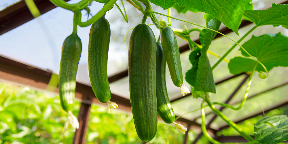 Cucumbers