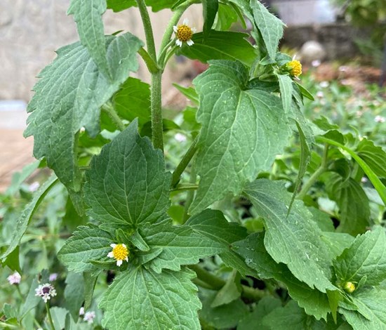 hairy galinsoga