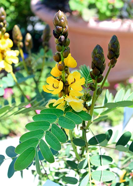 The blooms and flower buds of the popcorn plant resemble popcorn popping. The flowers even smell like buttered popcorn.