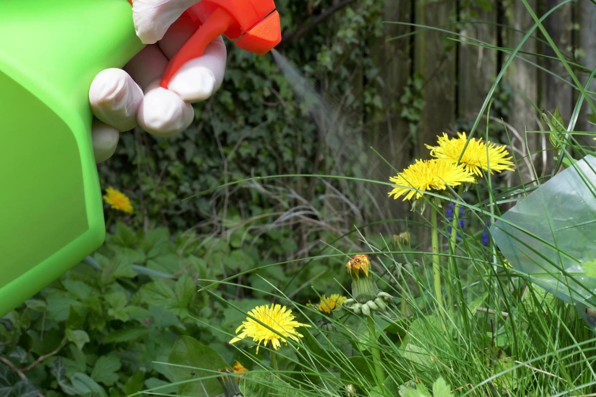 Spraying weeds