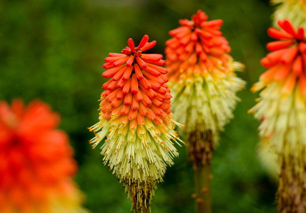 Red hot poker