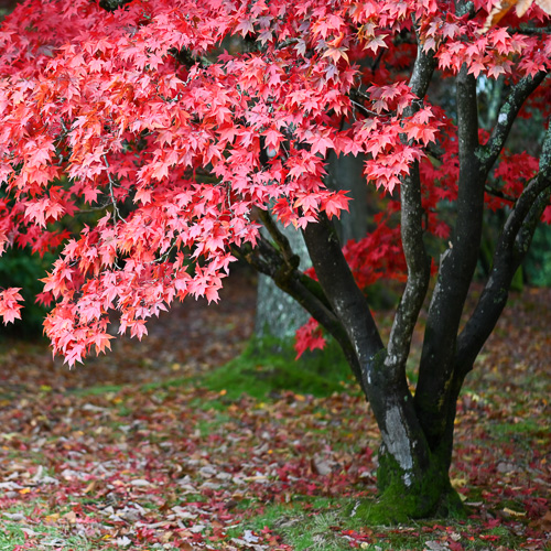 Red Maple