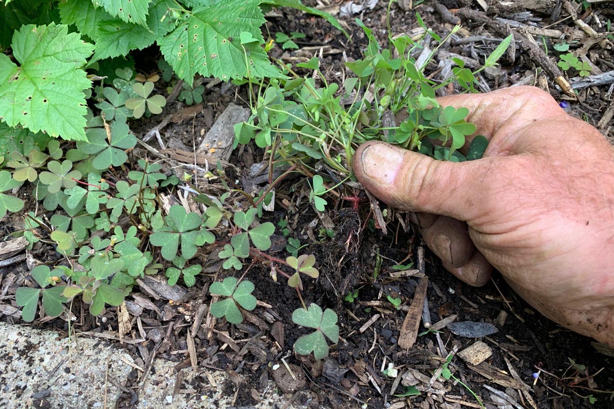 Pulling oxalis weed