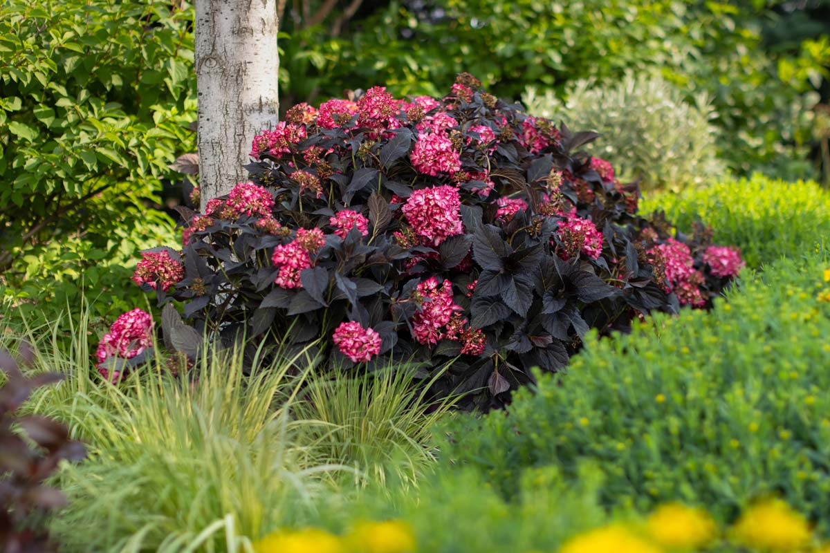 Eclipse® Bigleaf Hydrangea.