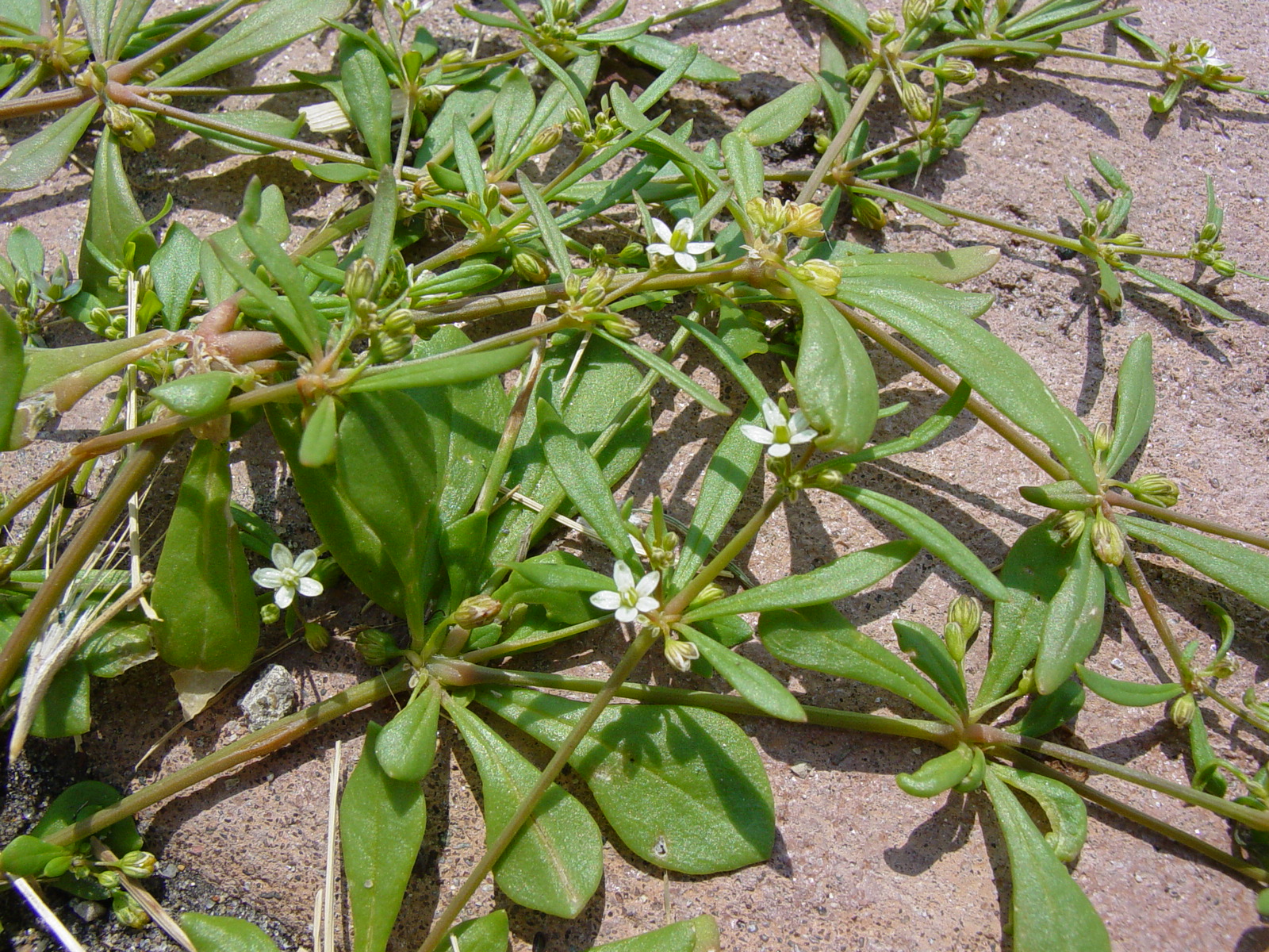 Carpetweed (Mollugo verticillata) with flowers.