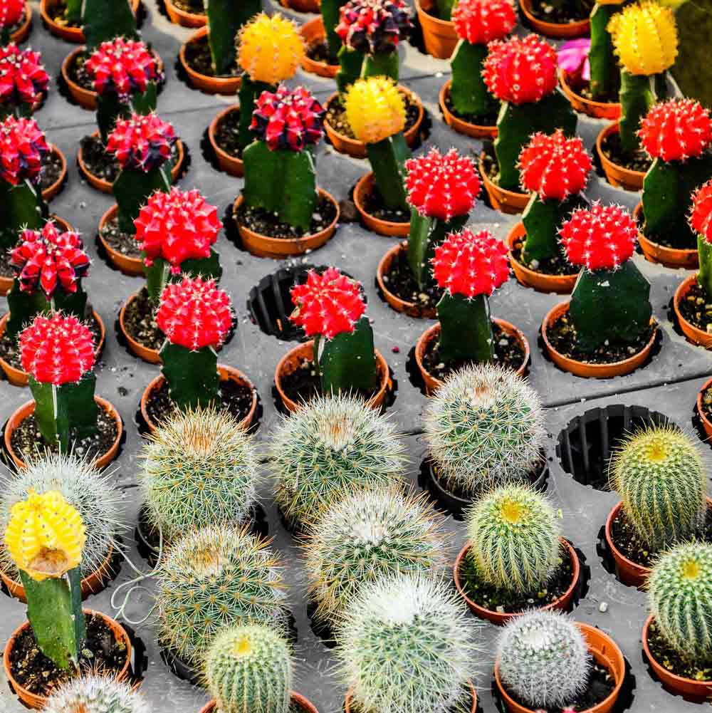 Mutant red cacti