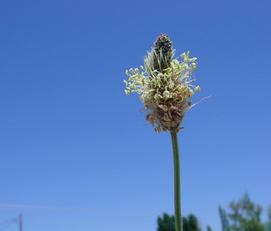 buckhorn plantain flower seedhead