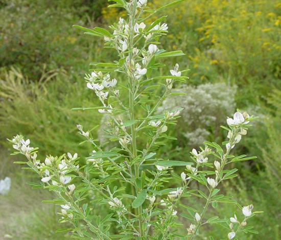 lespedeza