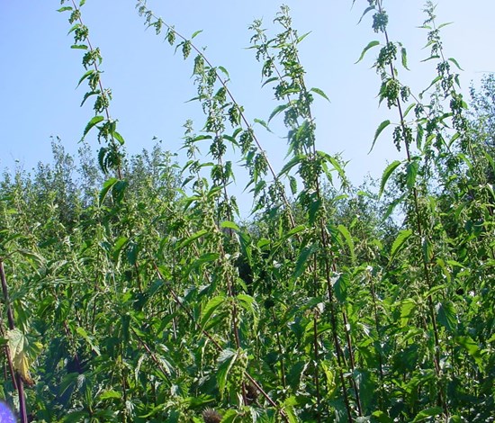 stinging nettle