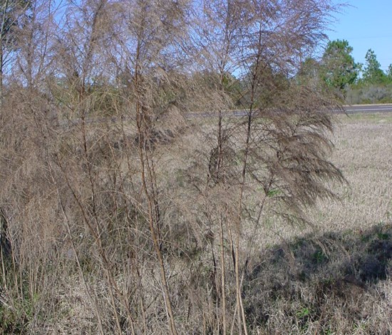 dogfennel