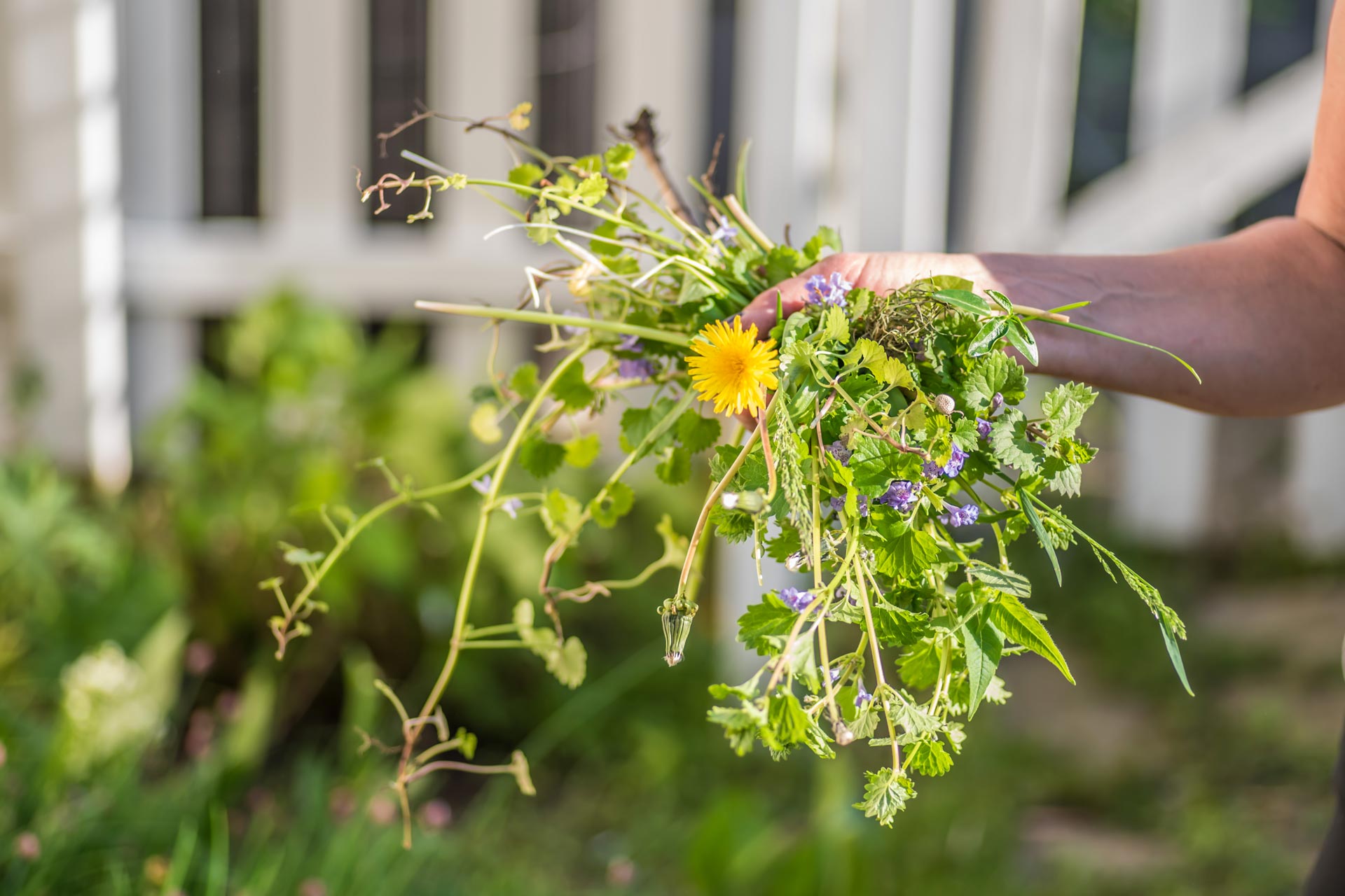 Handful of pulled weeds