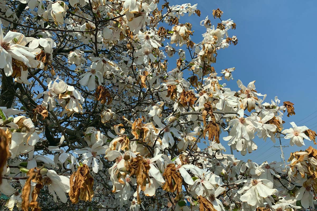 Frost killed magnolia petals