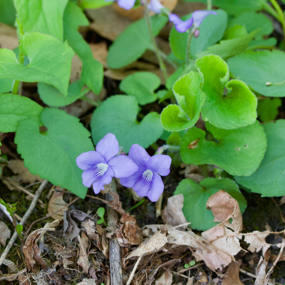 Common blue violet. Viola sororia