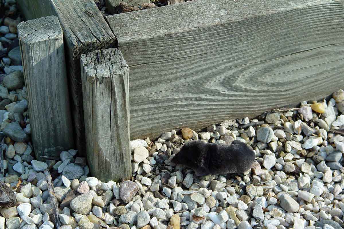 A vole scurries across a stone path. George Weigel