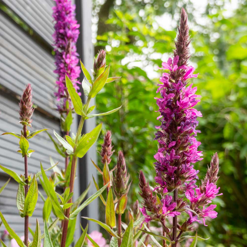 Purple loosestrife (Lythrum salicaria)