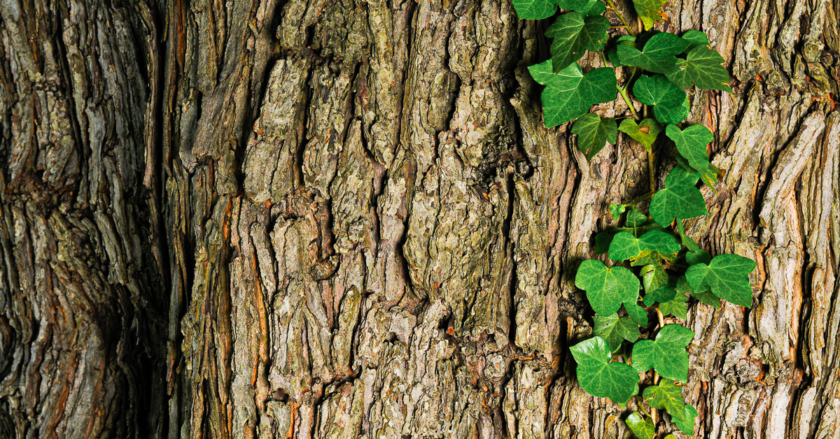 How Weeds Can Kill Trees