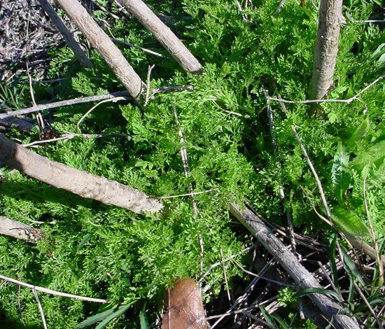 dogfennel regrowth