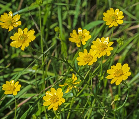 California buttercup flowers
