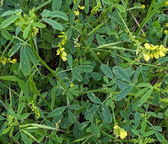 sweetclover