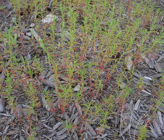panicled willowweed