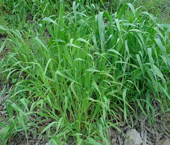 wild oat