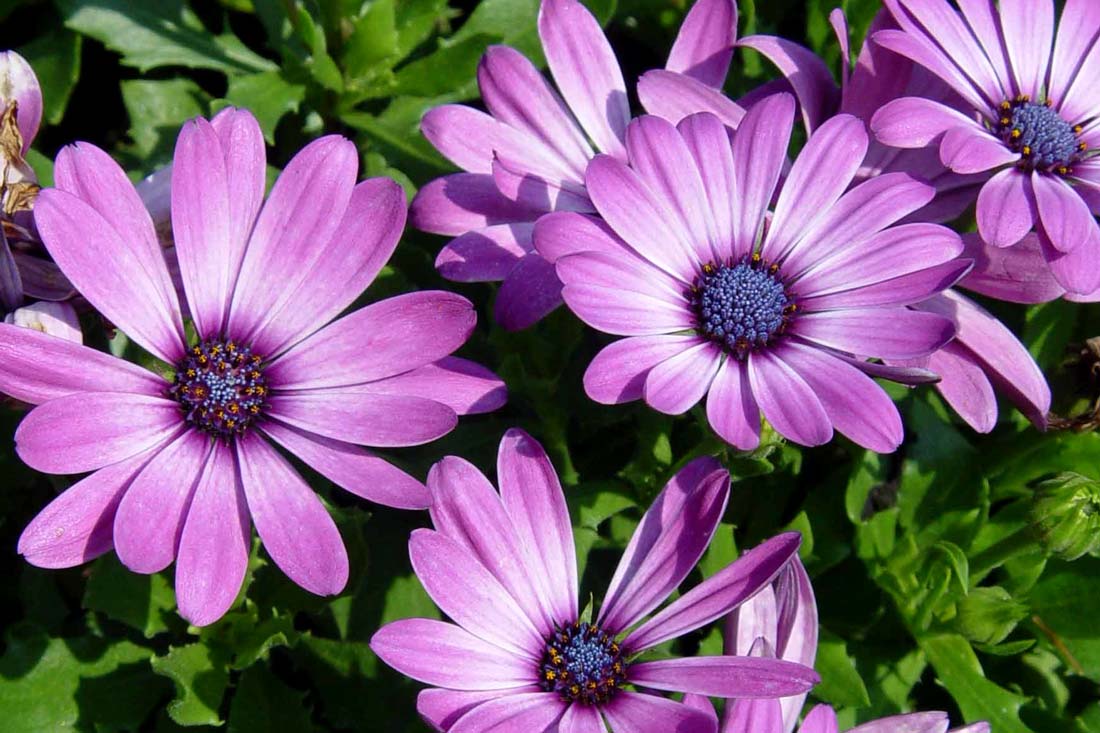 Osteospermum