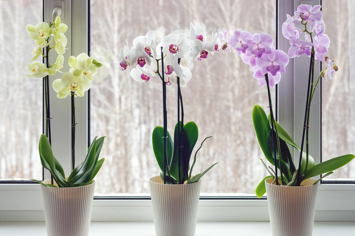 Moth orchid