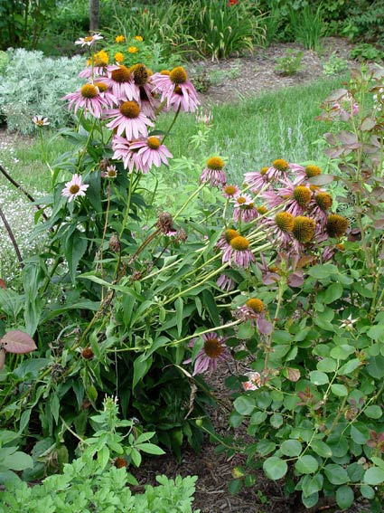 Floppy coneflowers