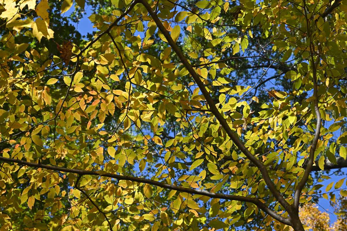 Ironwood tree in fall